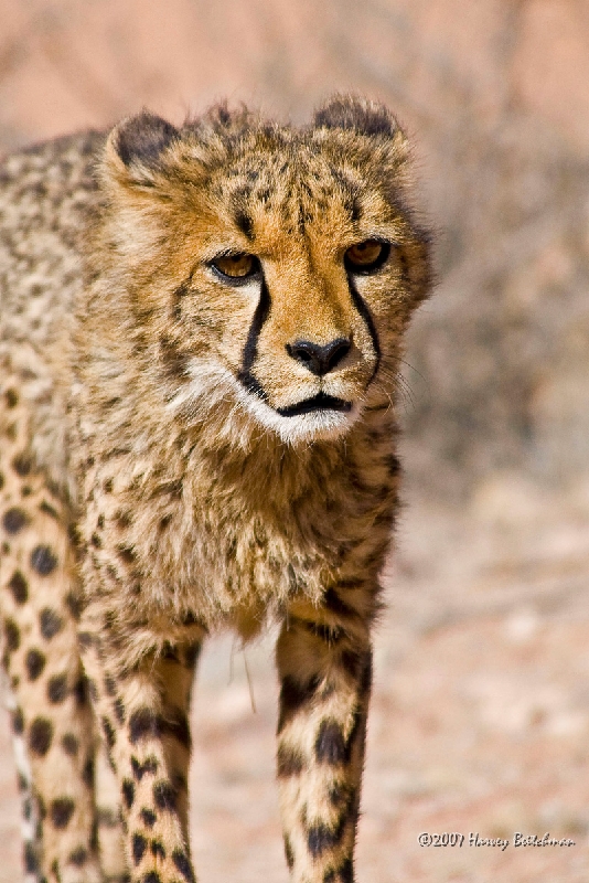 Cheetah 2946.jpg